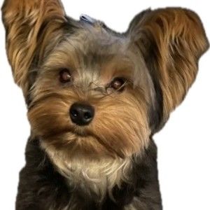 Meet your Posher, Tina